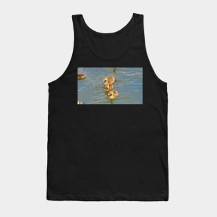 Three Canada Goose Goslings Swimming Together Tank Top